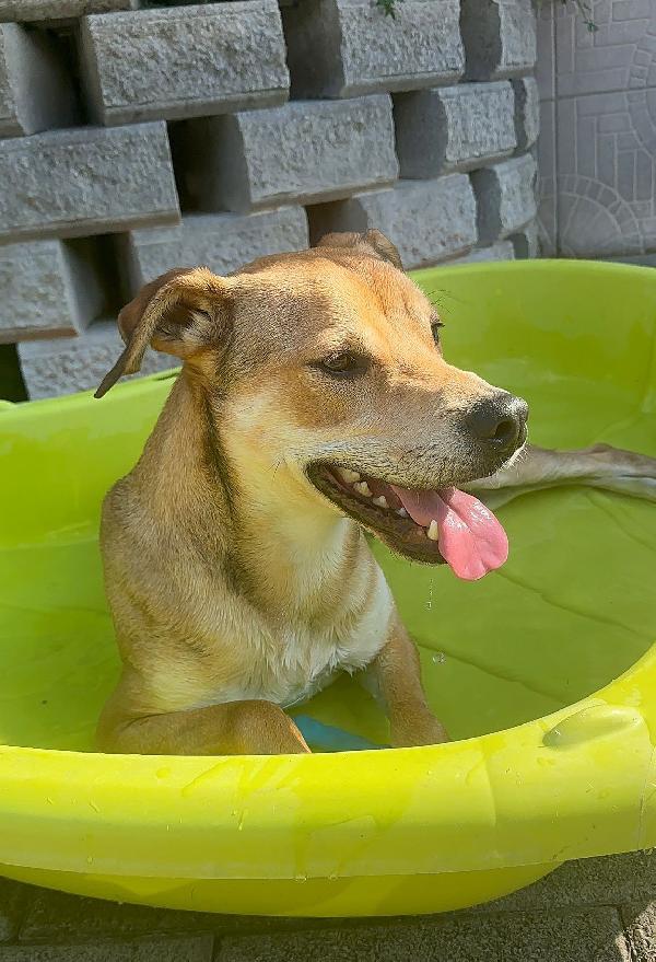 Ares Cerca Un Compagno Di Avventure